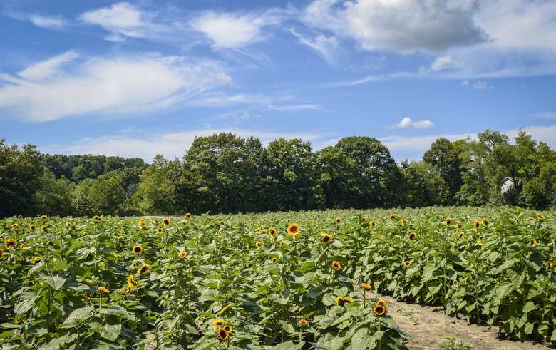 a field of sunflowers