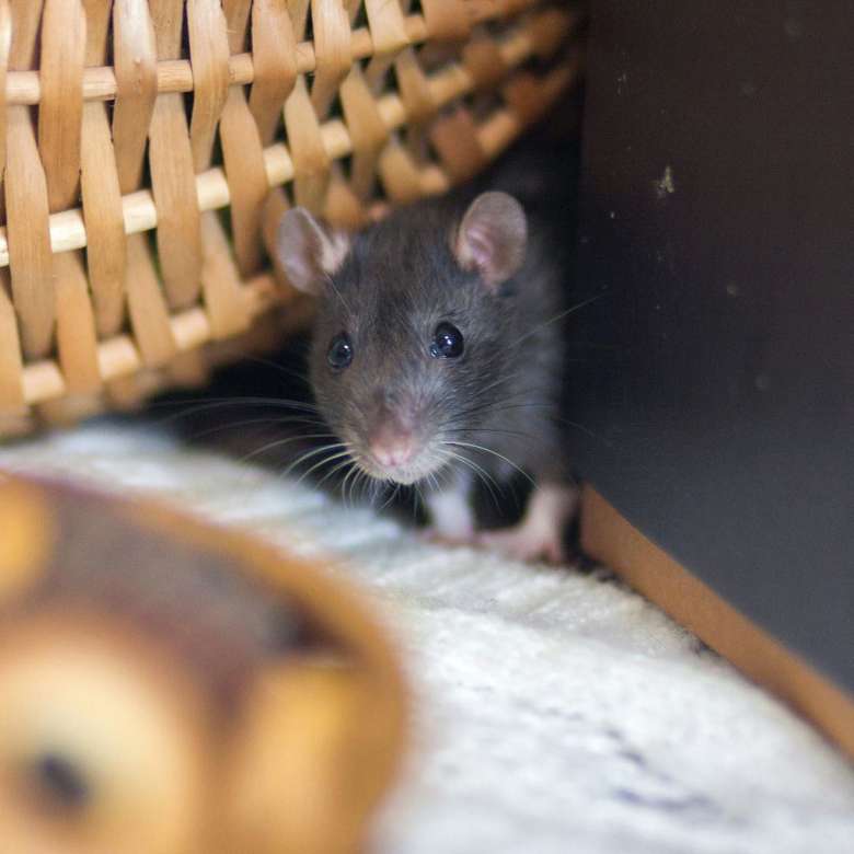 mouse in house