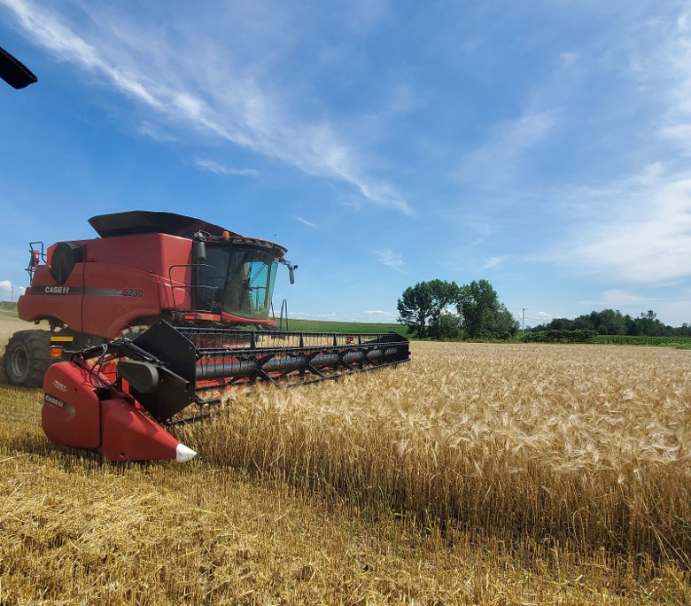 Barley Harvest