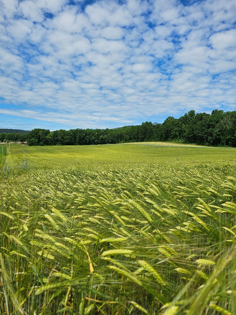 Fields of Barley