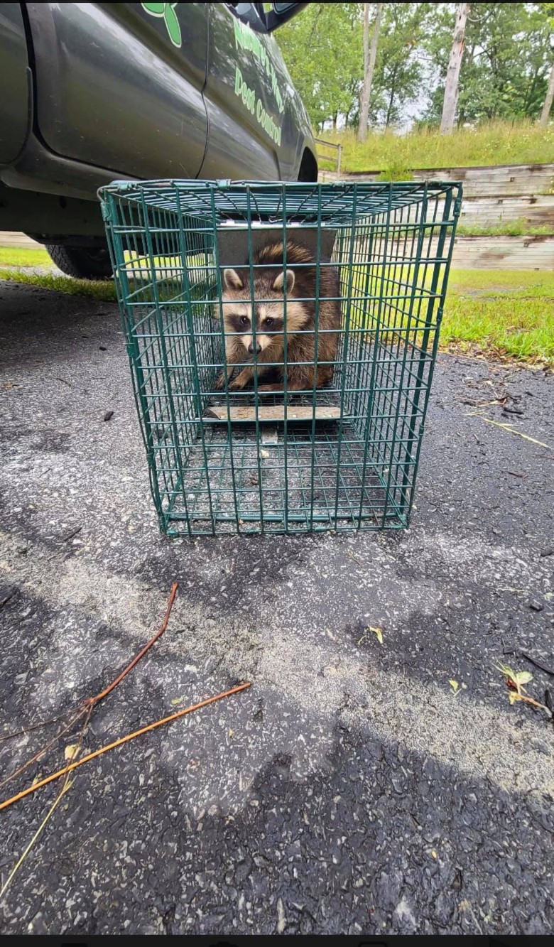 raccoon in a cage