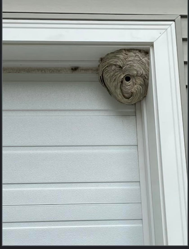 bee hive on garage