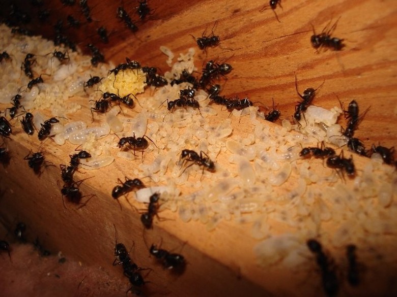 carpenter ants and eggs