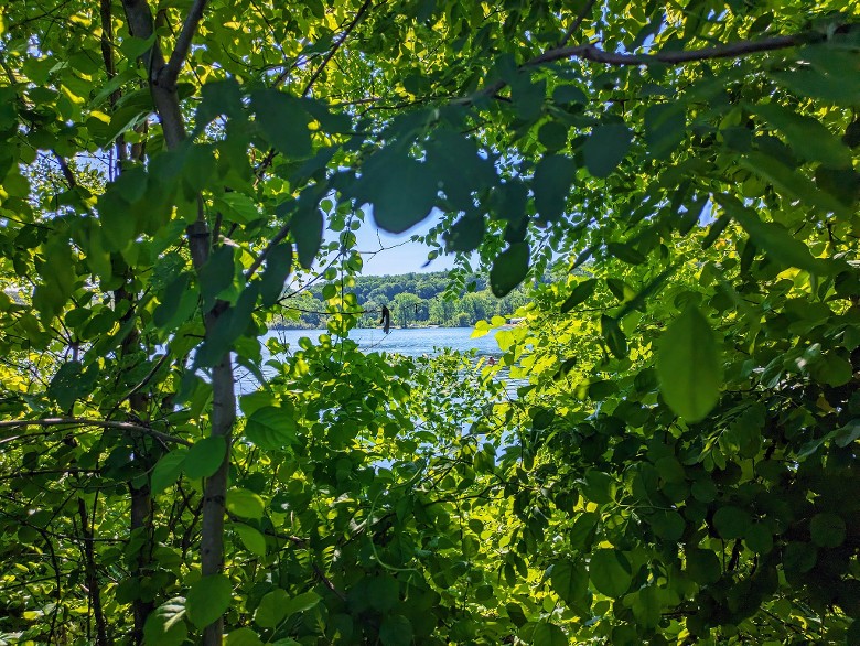 looking through leaves to see water