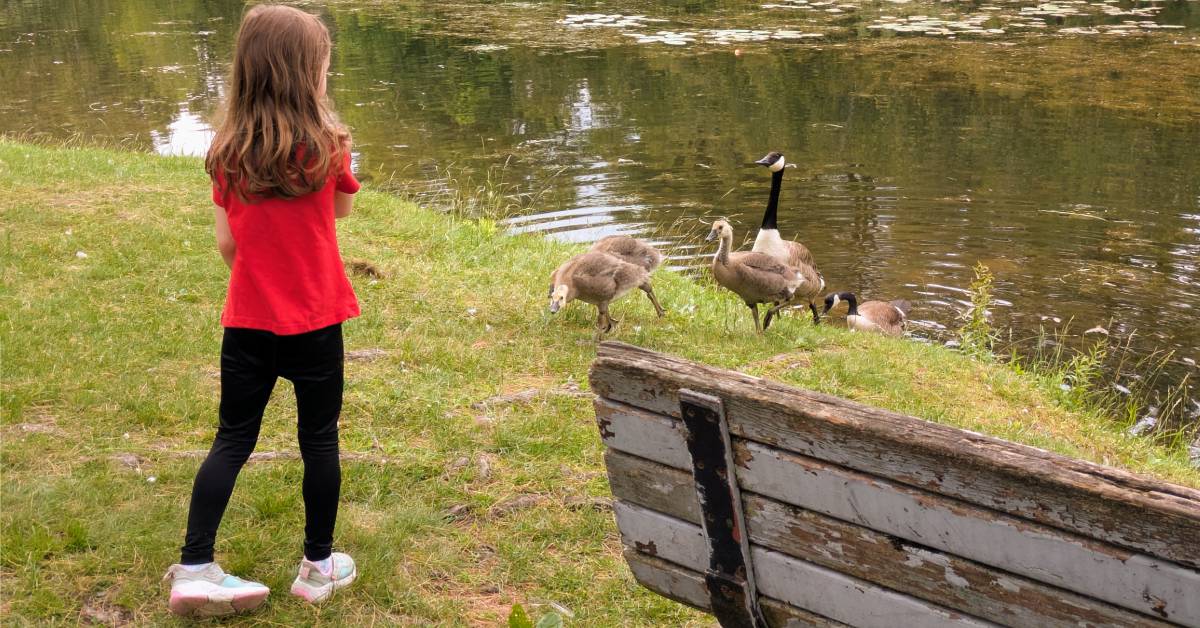 kid with geese at crandall pond