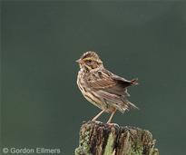 savannah sparrow