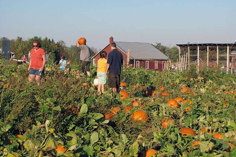 family looking for the perfect pumpkin in a pumpkin patch
