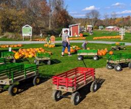 pumpkin patch and kid wagons