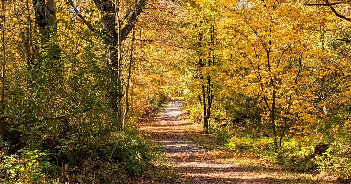 rush pond trail in the fall