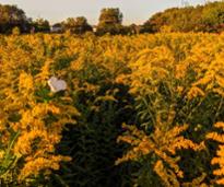 field with yellow flowers