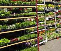 flowers at a garden center