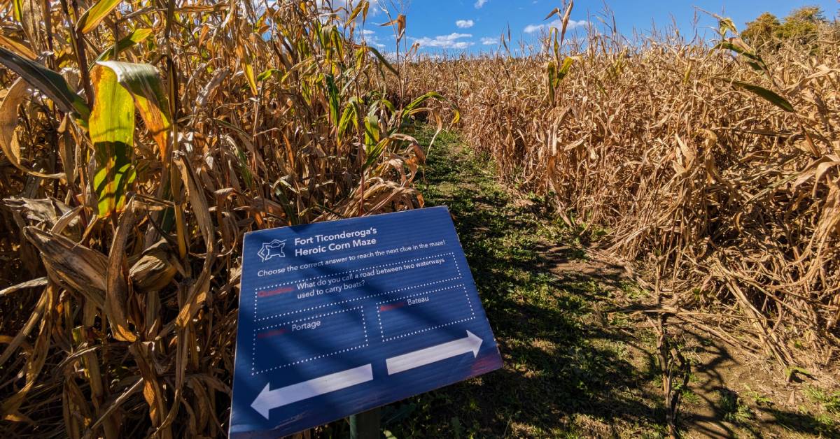 fort ticonderoga corn maze
