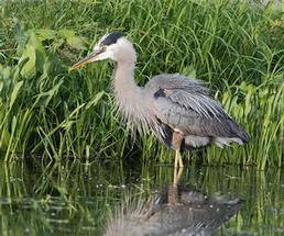 heron standing in the water