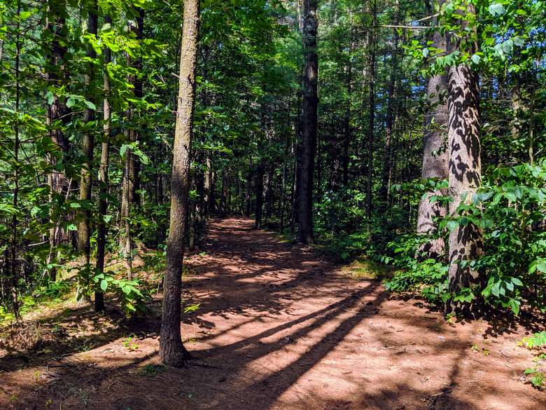 trail in woods
