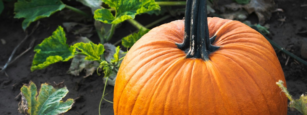 Pumpkin Patch by Megan Lee on Unsplash