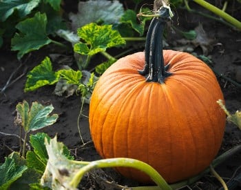 Pumpkin Patch by Megan Lee on Unsplash