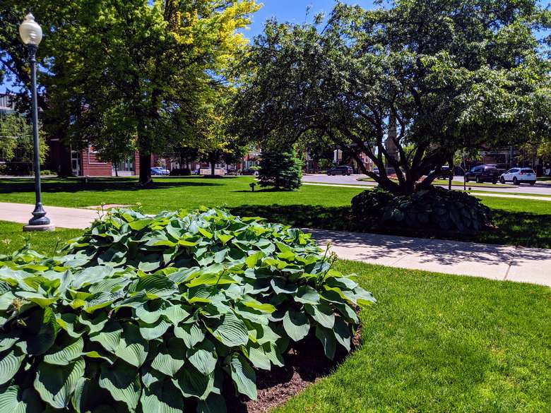 plant and trees in park