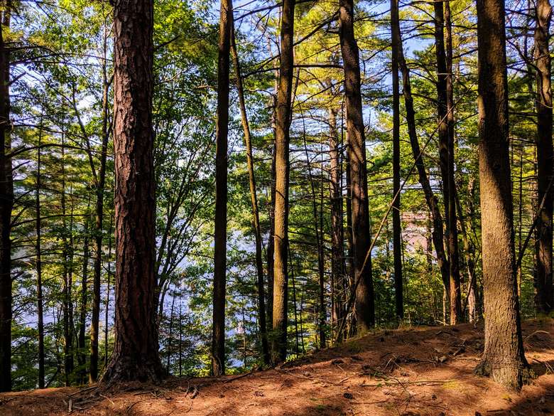 view of water through trees