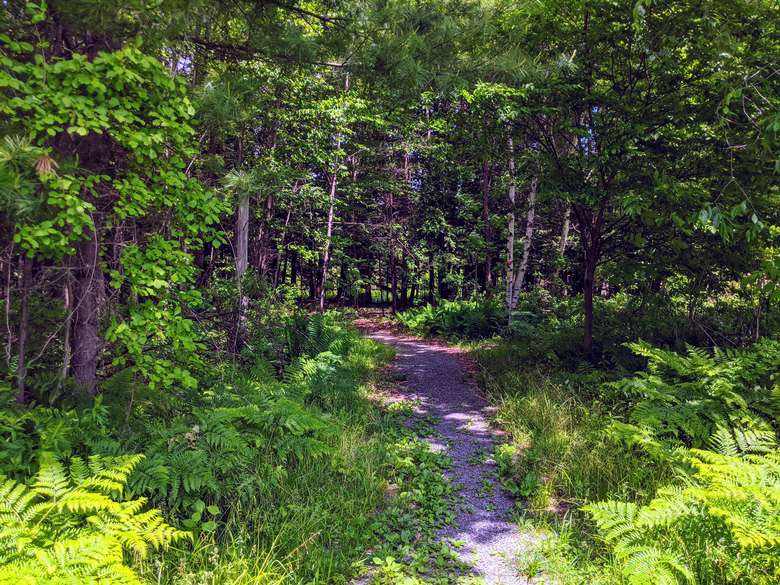 Gravel path between trees in the woods