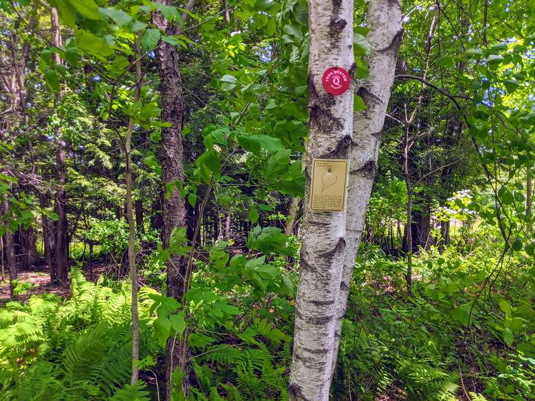 Red trail marker on a tree