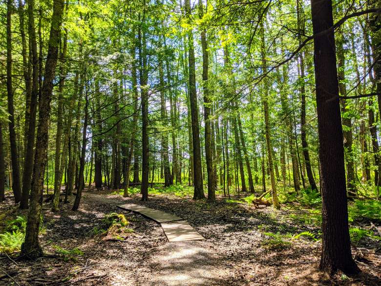 Path between trees in summer