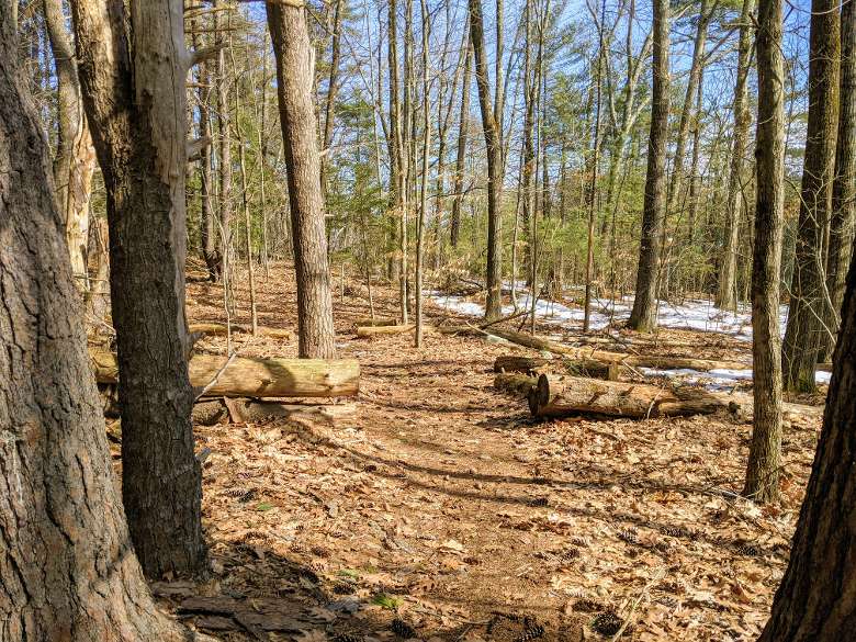 hiking path with fallen trees