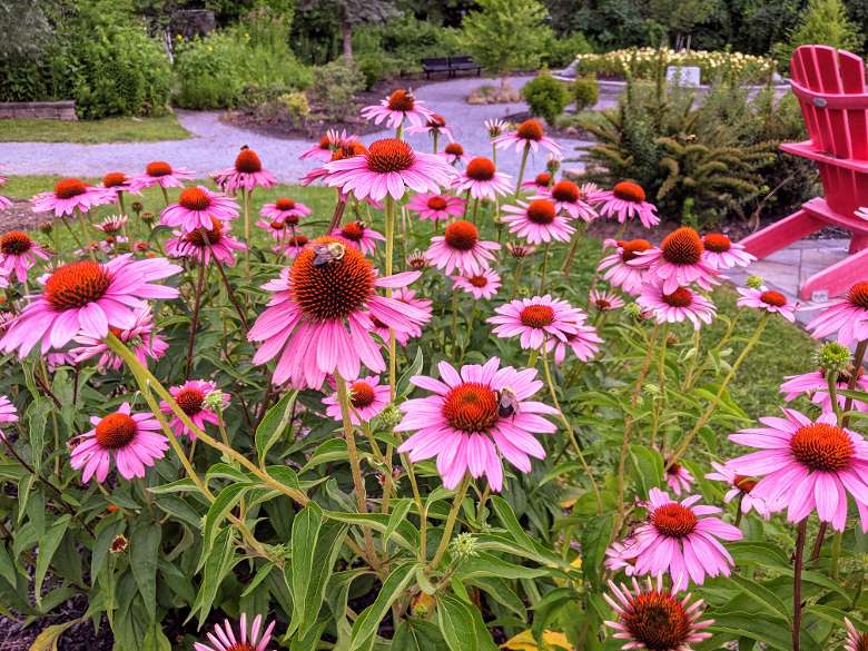 pink flowers, a couple have bees on them