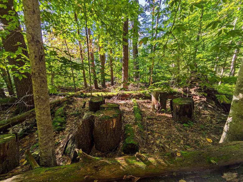 trees on hiking path