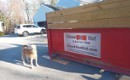 Brew the dog posing with a 10 Yard Dumpster in Moreau
