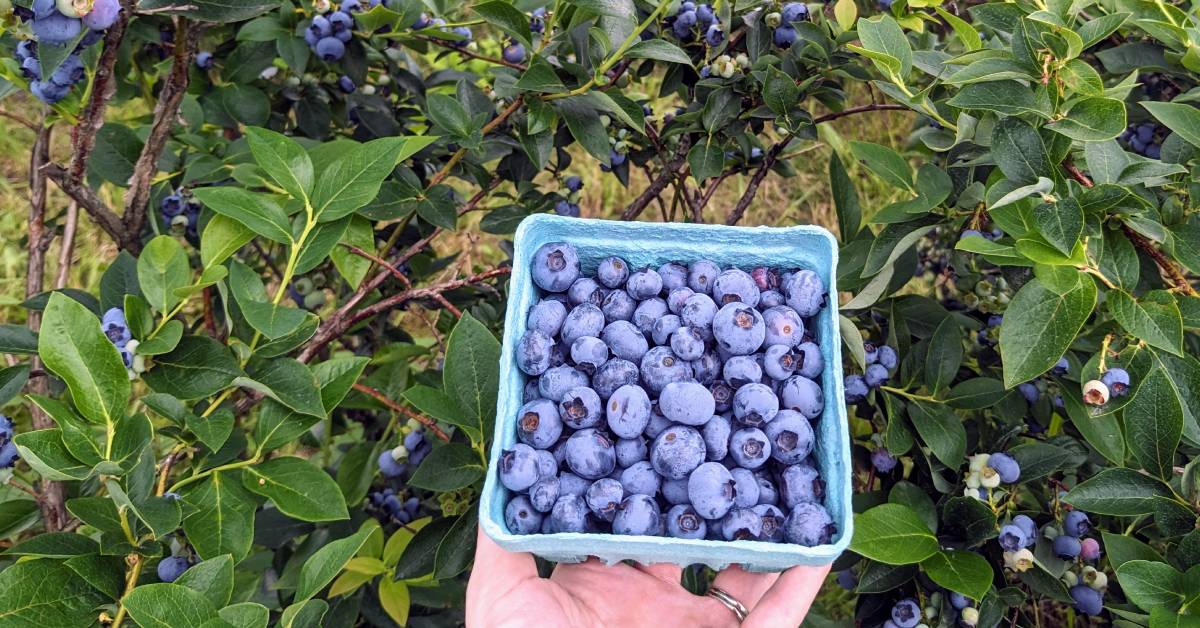 pint of blueberries held up by blueberry bush