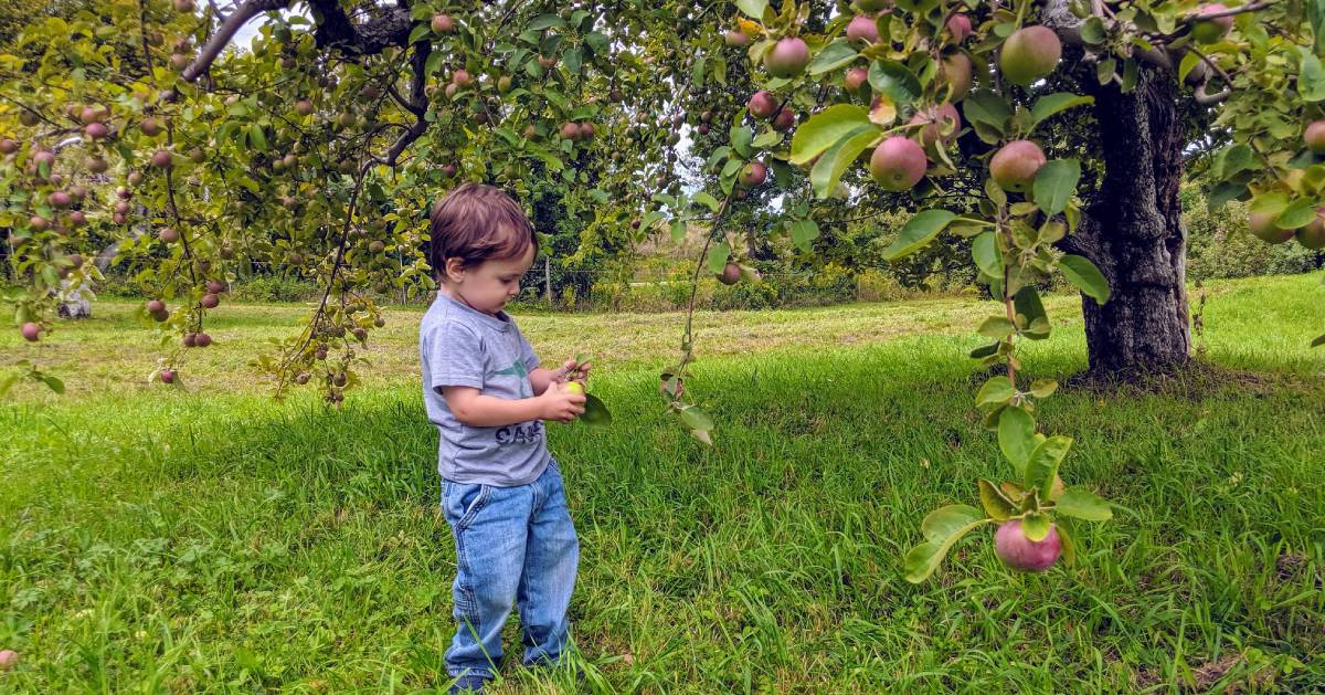 toddler picking apples