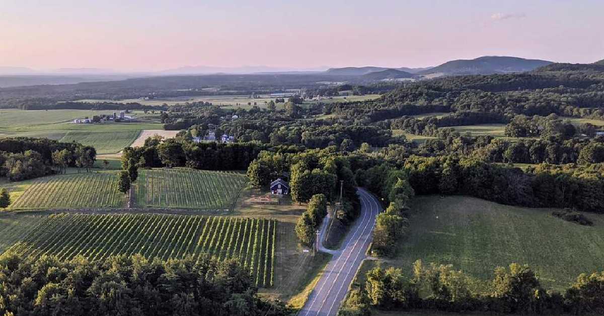aerial view of a vineyard